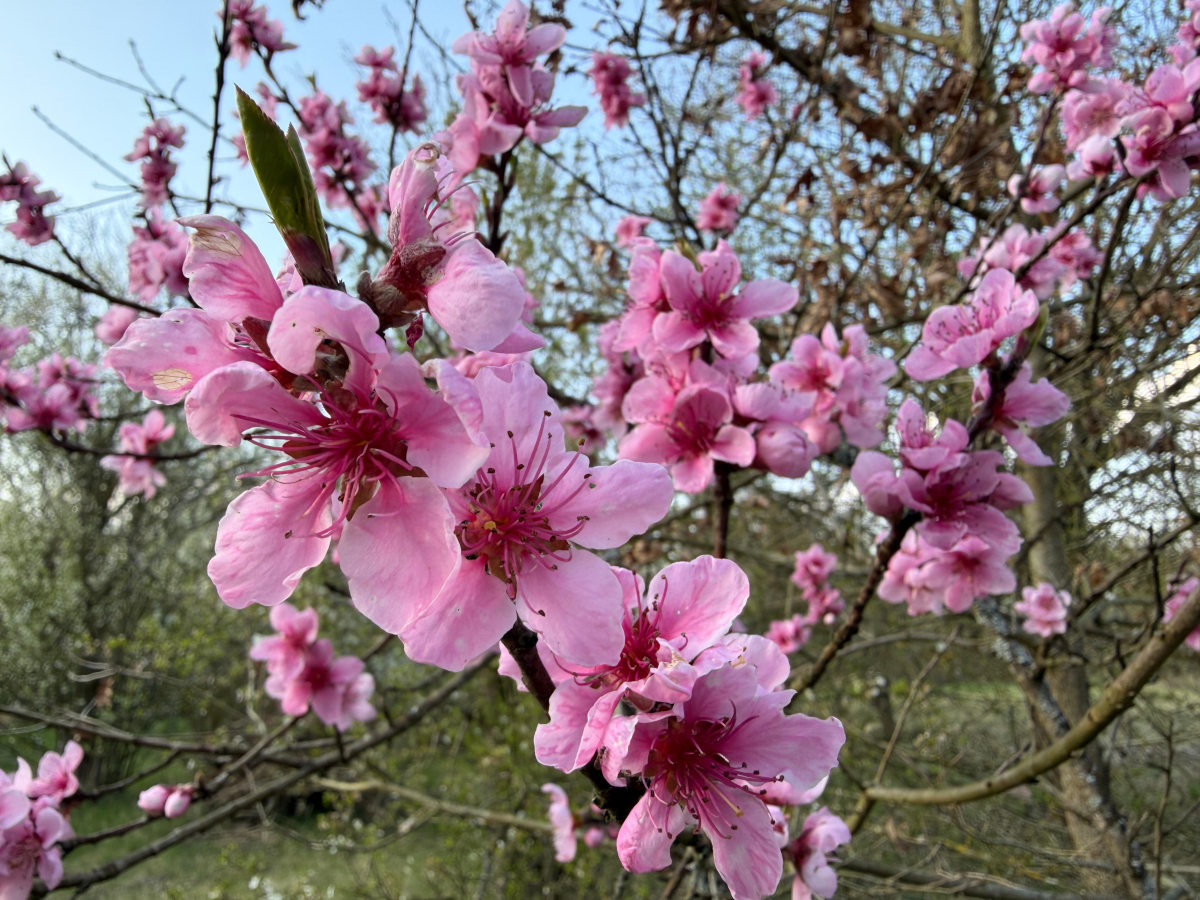 GreenSpace - Schöne Kirschblüten
